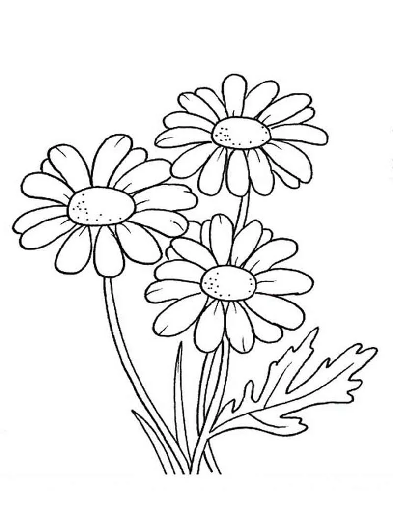 Vẽ Tay Những Bông Hoa Chậu Trên Nền Cách Ly Màu Trắng Sách Tô Màu Cho Trẻ  Em Và Người Lớn Phác Thảo Đơn Giản Vẽ Chống Căng Thẳng Hình minh họa